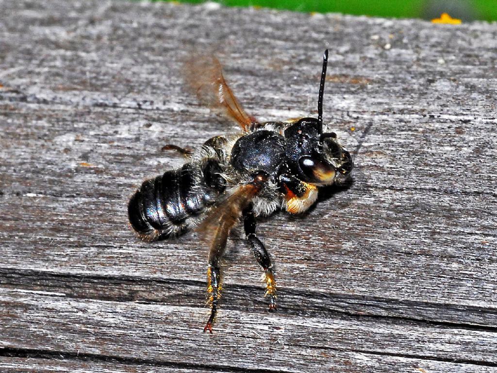 Grosso e nero: Megachile cfr. sculpturalis (Apidae Megachiinae)